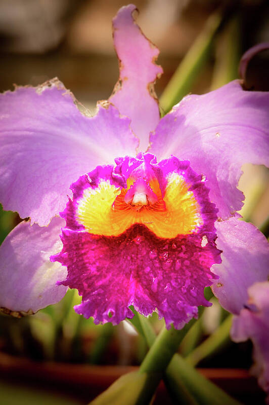 Detail Art Print featuring the photograph Orchid Yellow by Joann Long