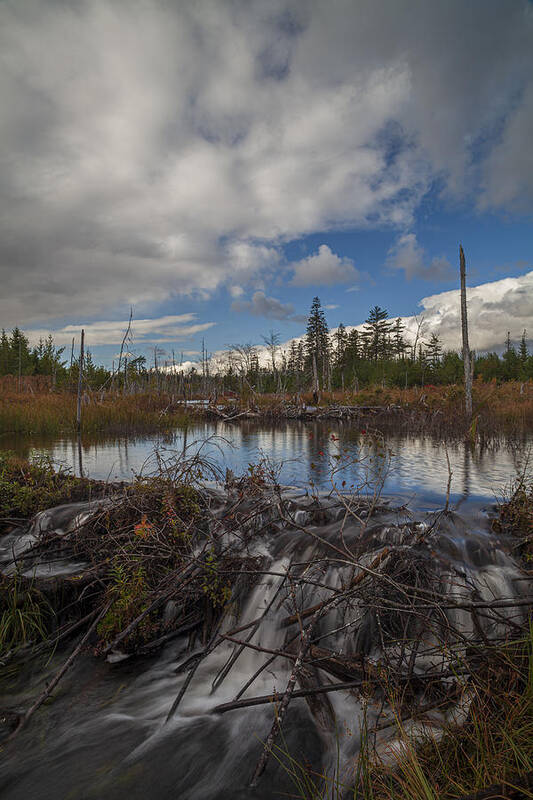 Blue Moutain- Birch Cove Lakes Wilderness Area Art Print featuring the photograph Overrun by Irwin Barrett