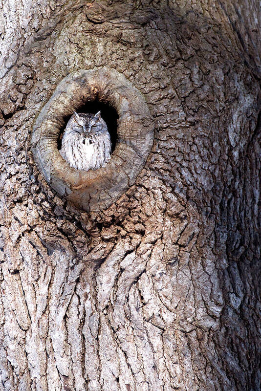 Owl Art Print featuring the photograph Owl Roosting by Flinn Hackett