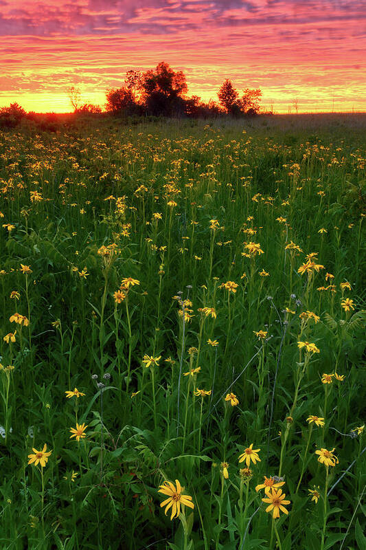 Wildflower Art Print featuring the photograph Paintbrush Prairie V by Robert Charity