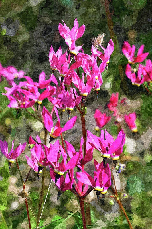 Shooting Stars Art Print featuring the photograph Painterly Shooting Stars in Pink by Kathleen Bishop