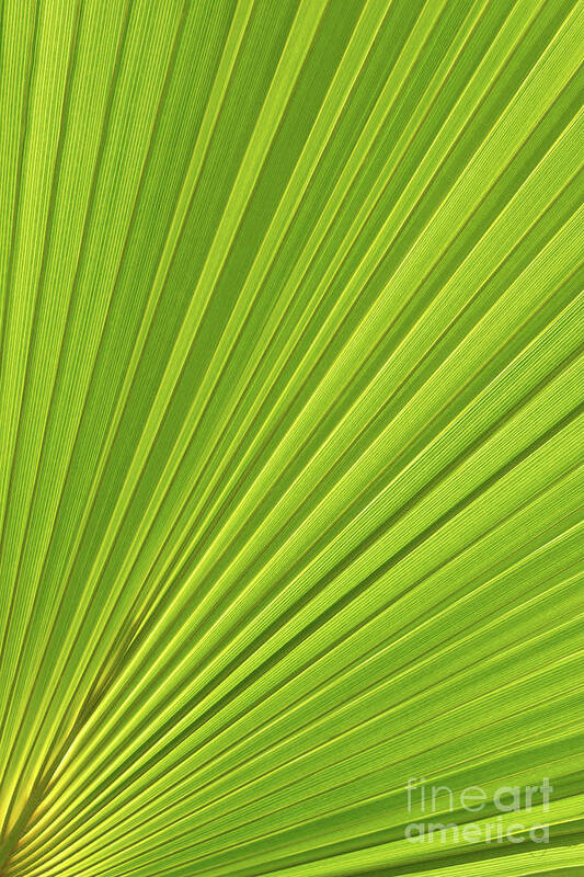 Palm Leaf Art Print featuring the photograph Palm leaf and Mediterranean sunlight 1 by Adriana Mueller