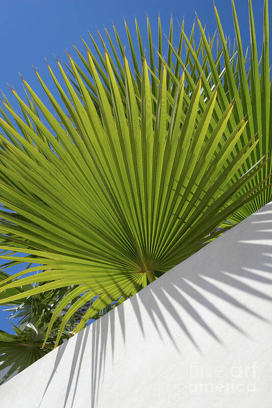 Palm Leaf Art Print featuring the photograph Green palm leaves, blue sky and white wall of a modern finca 2 by Adriana Mueller