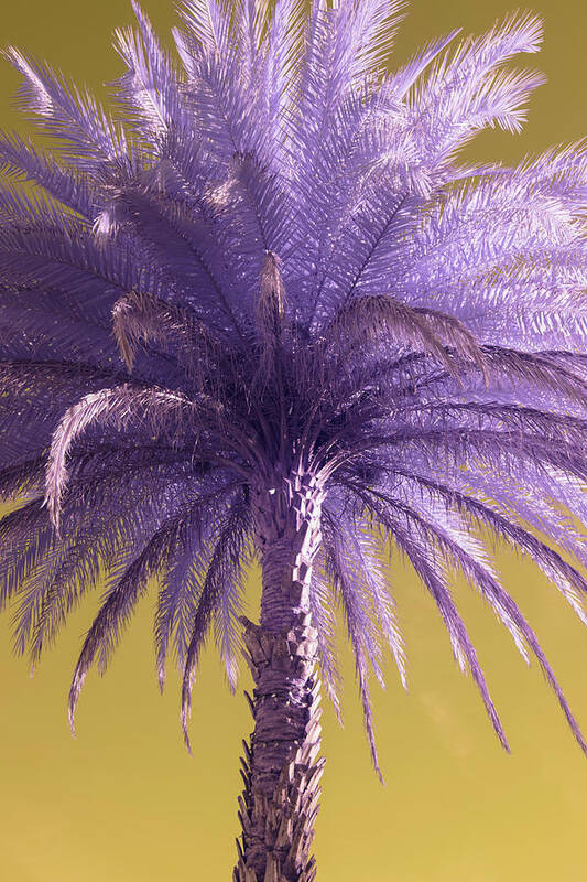 Palm Art Print featuring the photograph Palm Tree by Carolyn Hutchins
