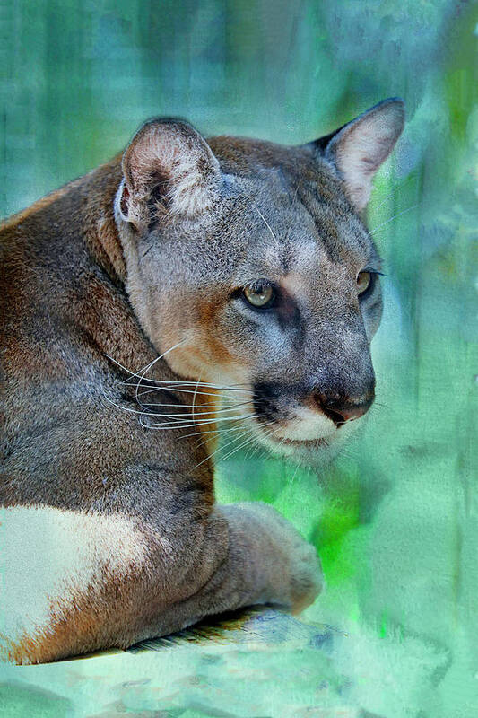 Florida Panther Art Print featuring the photograph Panther Mickey LP 1B by Sally Fuller