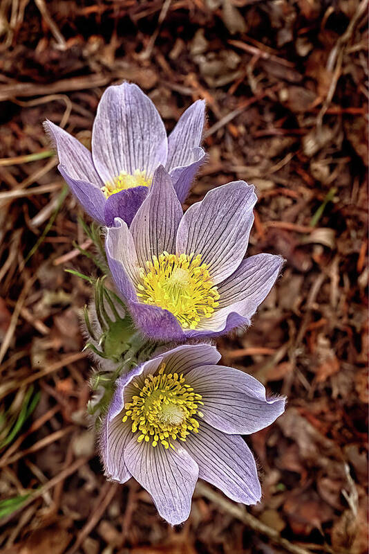 Flowers Art Print featuring the photograph Pasque Flowers by Bob Falcone