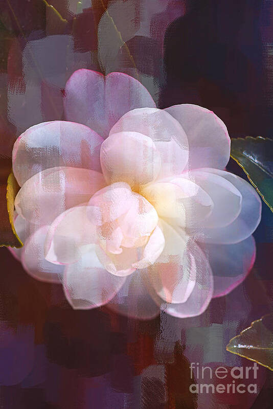Peaceful Camellia Art Print featuring the digital art Peaceful Camellia by Joy Watson