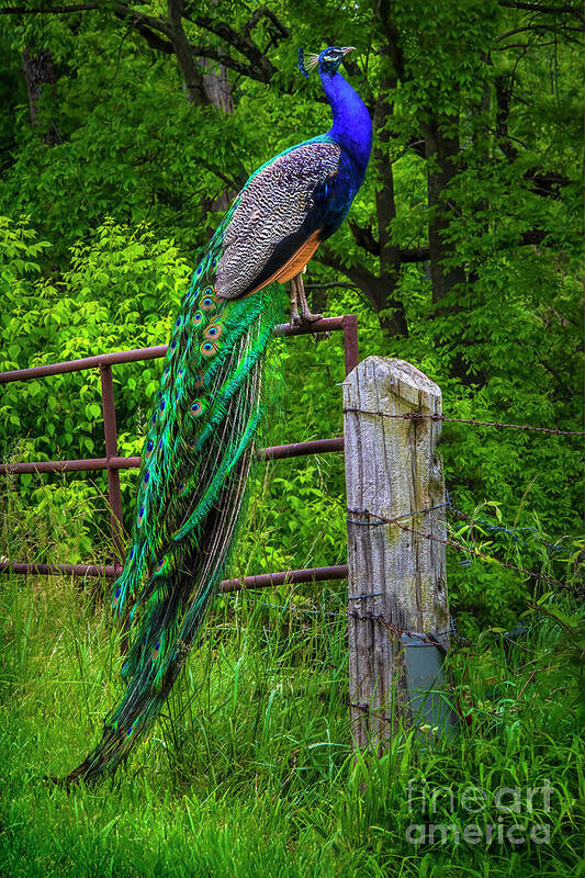 Peacock Art Print featuring the photograph Peacock at High Noon by Shelia Hunt
