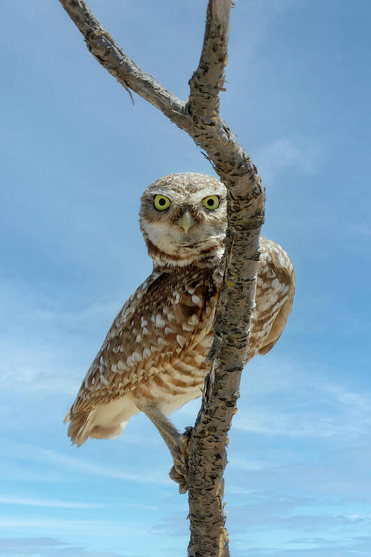 Peeking Owl Art Print featuring the photograph Peeking Owl by Wes and Dotty Weber