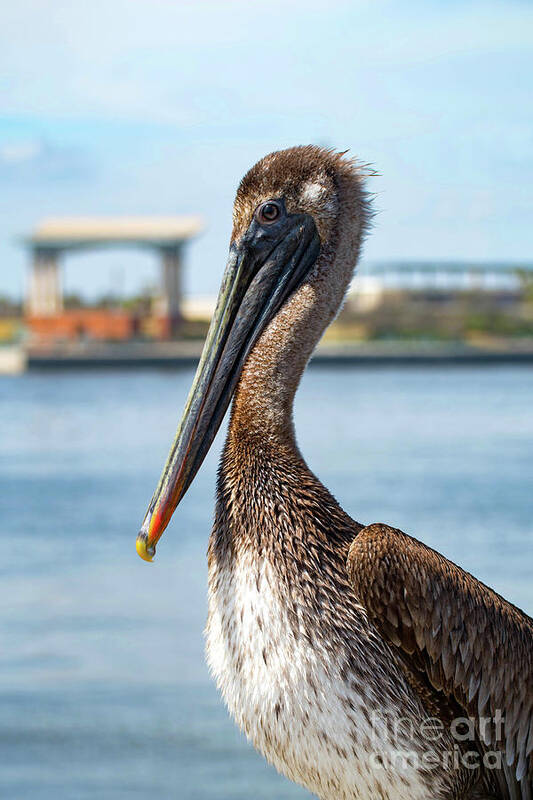 Pelican Art Print featuring the photograph Pelican in Downtown Pensacola, Florida by Beachtown Views