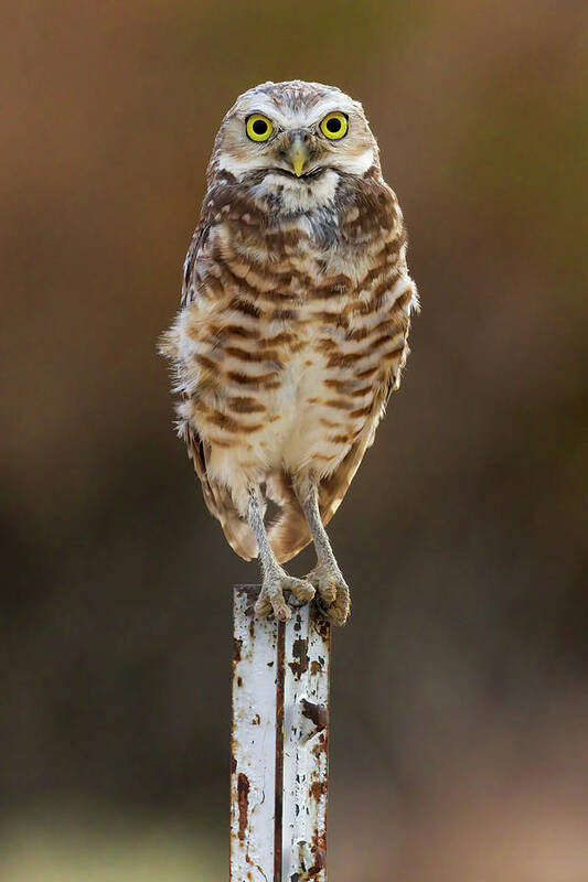 “burrowing Owls” Art Print featuring the photograph Perch II by James Marvin Phelps