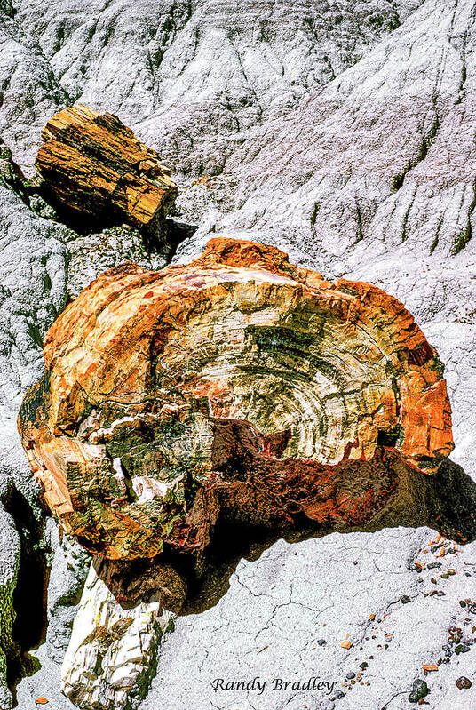 Usa Art Print featuring the photograph Petrified Wood by Randy Bradley