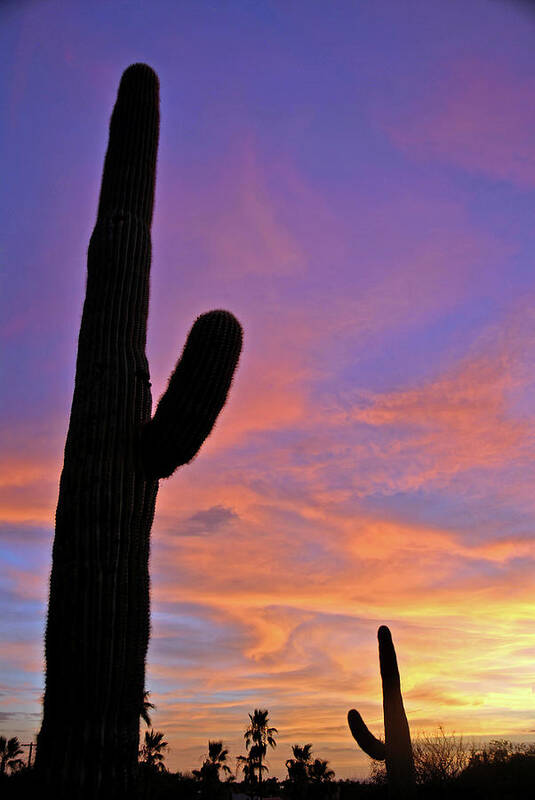 Cactus Art Print featuring the photograph Phx July 2014 Sunsets 3 by JustJeffAz Photography