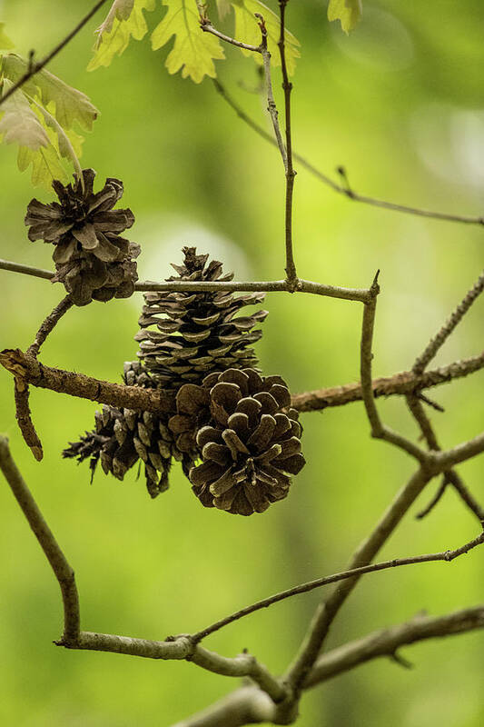 Cone Art Print featuring the photograph Pine Cones by Rick Nelson