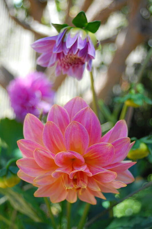 Dahlia Art Print featuring the photograph Pink and Yellow Dahlias 1 by Amy Fose