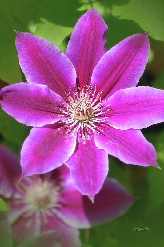 Flowers Art Print featuring the photograph Pink Clematis Flower by Christina Rollo