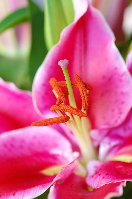 Lily Art Print featuring the photograph Pink Lily 1 by Amy Fose