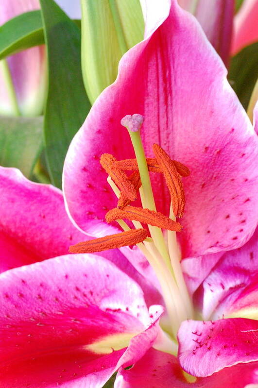 Lily Art Print featuring the photograph Pink Lily 2 by Amy Fose