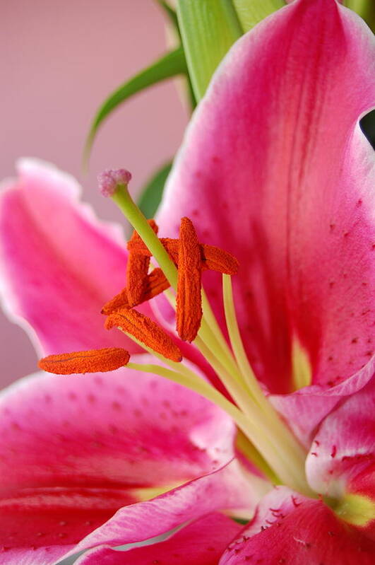 Lily Art Print featuring the photograph Pink Lily 6 by Amy Fose