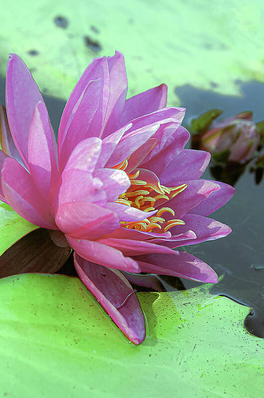 Water Lily Art Print featuring the photograph Pink Lily by Lisa Spencer