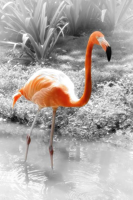 Bird Art Print featuring the photograph Pink Orange Flamingo Photo 210 by Lucie Dumas