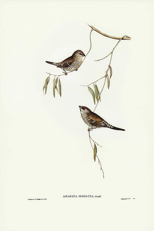 Plain-coloured Finch Art Print featuring the drawing Plain-coloured Finch, Amadina modesta by John Gould