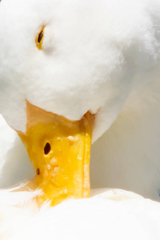 Duck Art Print featuring the photograph Playing Shy by Bonny Puckett