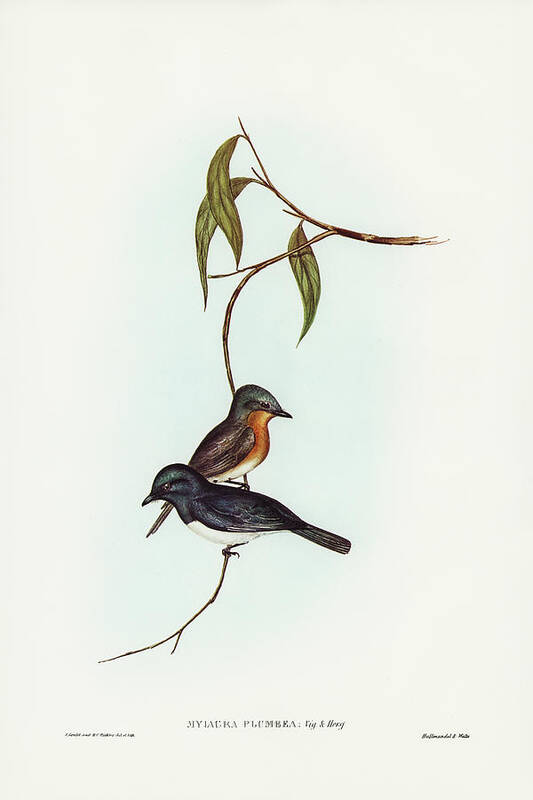 Plumbeous Flycatcher Art Print featuring the drawing Plumbeous Flycatcher, Myiagra plumbea by John Gould