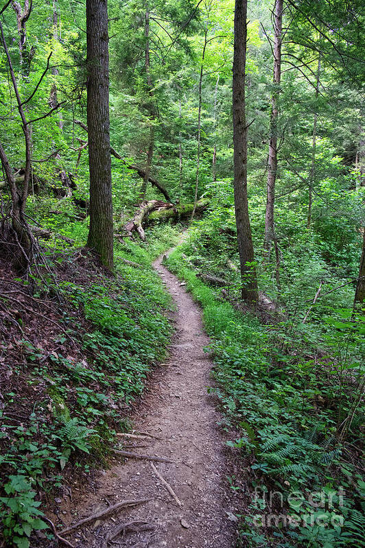 Obed Art Print featuring the photograph Point Trail At Obed 15 by Phil Perkins