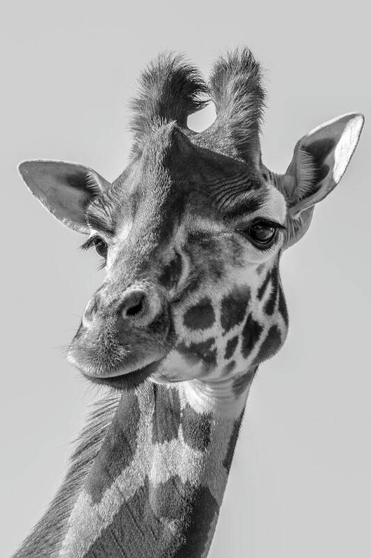 Giraffe Art Print featuring the digital art Portrait Giraffe In Black White by Marjolein Van Middelkoop