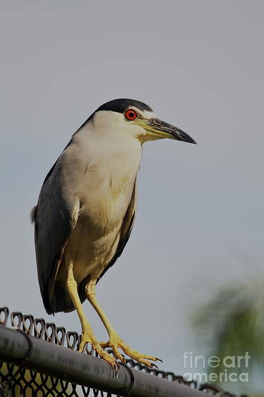 Herons Art Print featuring the photograph Portrait of a Black Crowned Night Heron by Joanne Carey
