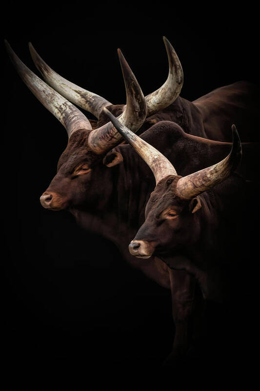 Portrait Art Print featuring the photograph Portrait of Watus cattle with big horns by Marjolein Van Middelkoop