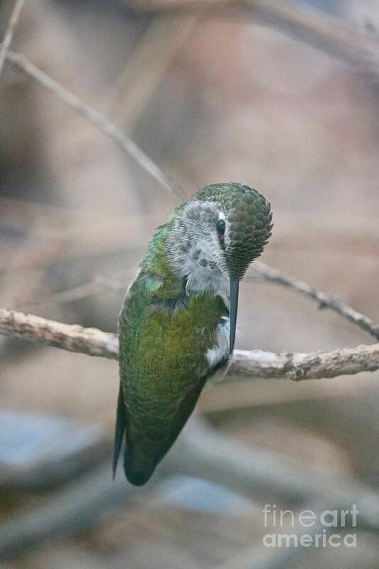 Hummingbird Art Print featuring the photograph Preening Hummingbird Closeup by Carol Groenen