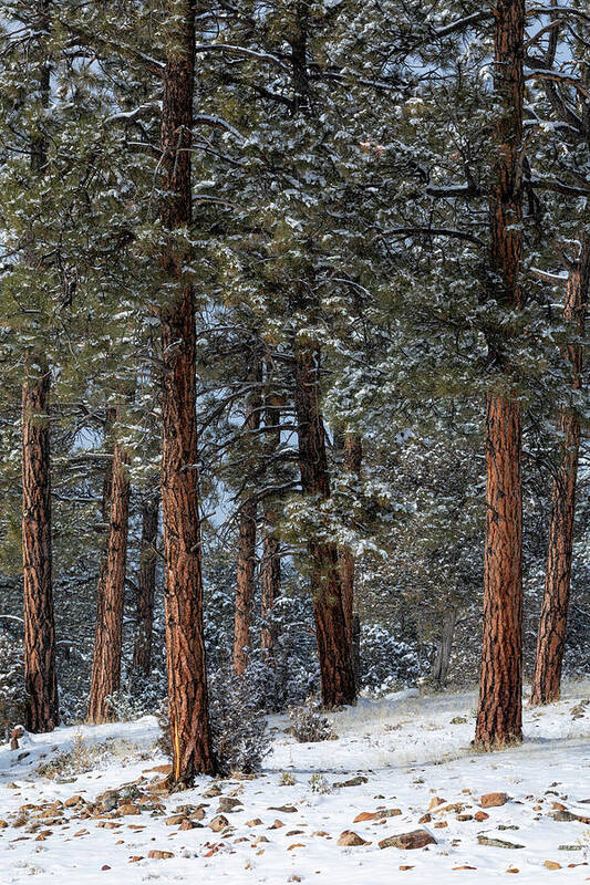 Ponderosa Art Print featuring the photograph Pretty Ponderosas by Denise Bush