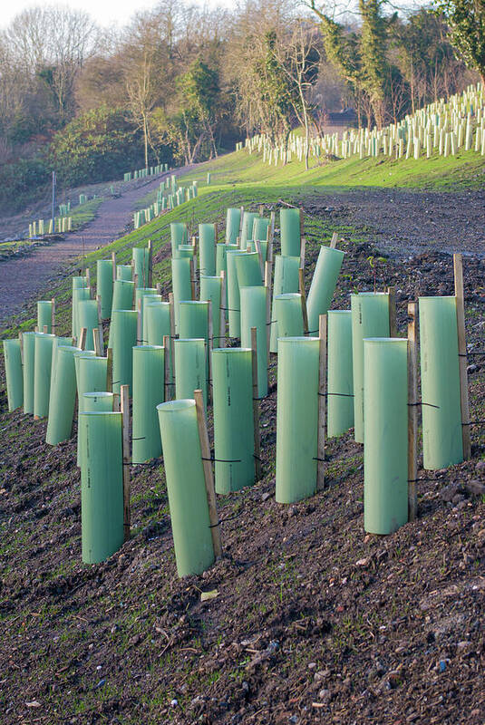 Tubes Art Print featuring the photograph Protecting the new trees by Average Images