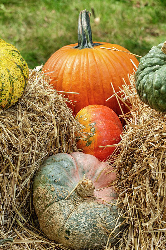 Bronx Botanical Gardens Art Print featuring the photograph Pumpkin Pile by Cate Franklyn