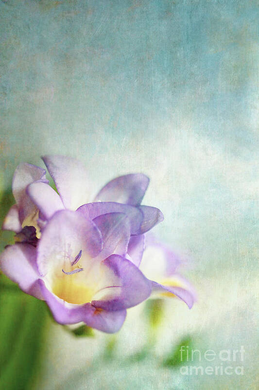 Freesia Art Print featuring the photograph Purple Freesia Against a Blue Background by Stephanie Frey