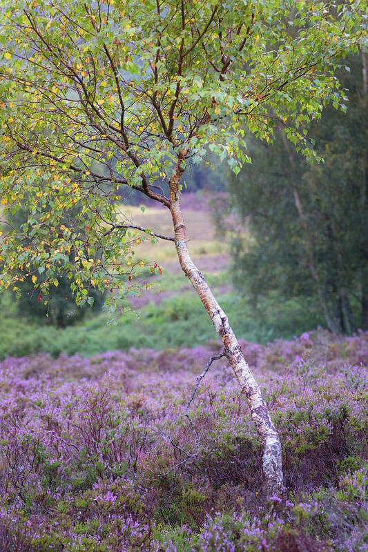 Autumn Art Print featuring the photograph Purple heather and early Autumn golden leaves by Anita Nicholson