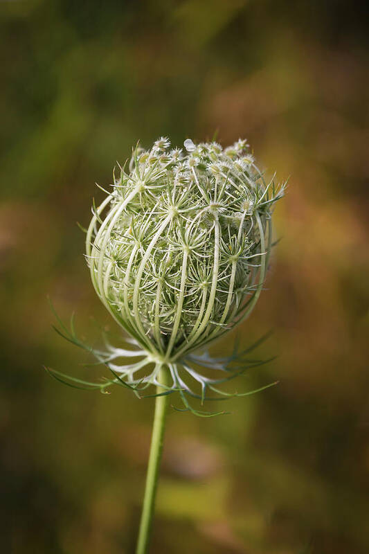 Queen Anne's Lace Art Print featuring the photograph Queen Anne's Lace - Lady in Waiting by Patti Deters