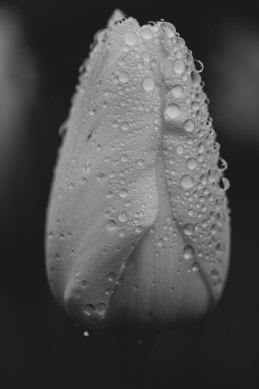 Tulip Art Print featuring the photograph Raindrops in the Morning by Rachel Morrison