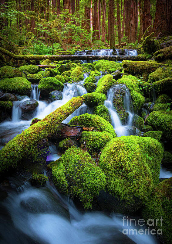 America Art Print featuring the photograph Rainforest Magic by Inge Johnsson
