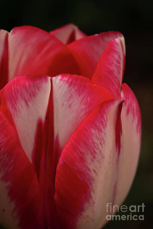 Red Art Print featuring the photograph Red and White Tulip by Ana V Ramirez