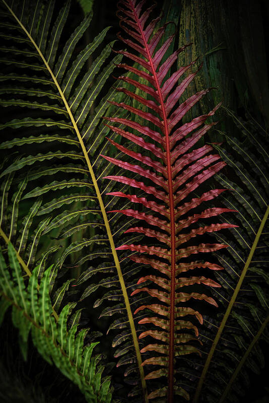 Jenny Rainbow Fine Art Photography Art Print featuring the photograph Red Brazilian Tree Fern Leaves - Dark Tropics 1 by Jenny Rainbow