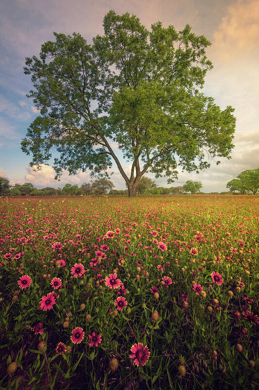 Indian Blanket Art Print featuring the photograph Red Carpet by Slow Fuse Photography