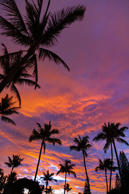 Pink Clouds Art Print featuring the photograph Red Cloud Palms by Sean Davey