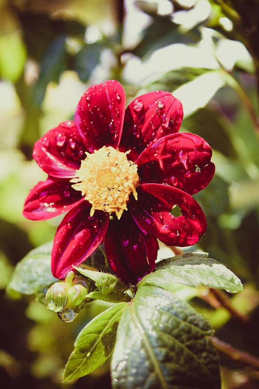 Dahlia Art Print featuring the photograph Red Dahlia in the Sun by W Craig Photography