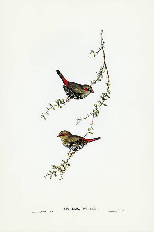 Red-eared Finch Art Print featuring the drawing Red-eared Finch, Estrelda oculea by John Gould