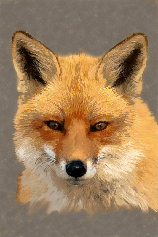 Nature Art Print featuring the mixed media Red Fox by Judy Cuddehe