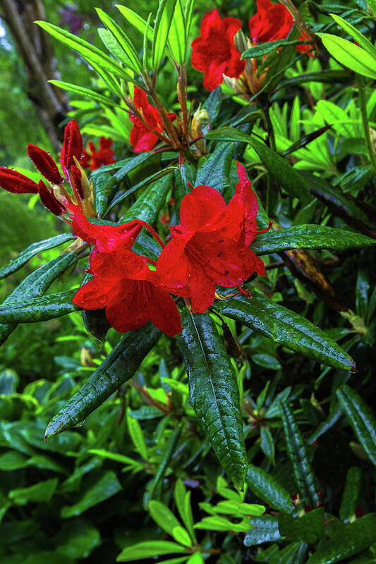 Alex Lyubar Art Print featuring the photograph Red Rhododendron covered with dew by Alex Lyubar