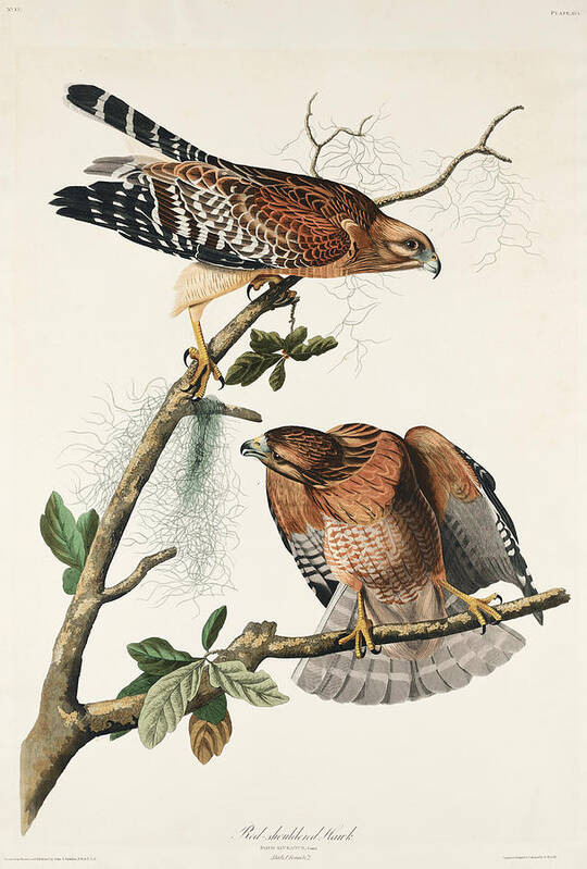 Hawk Art Print featuring the mixed media Red-shouldered Hawk. John James Audubon by World Art Collective
